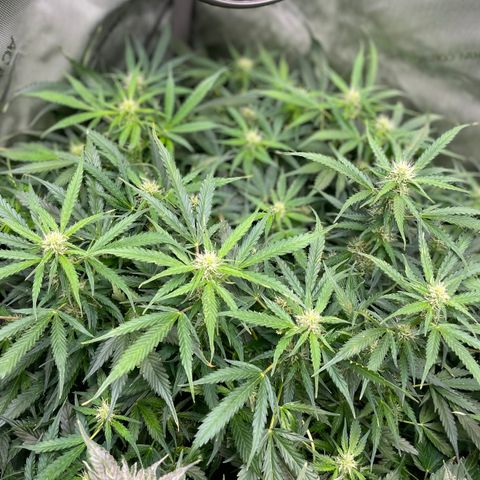 Blue Knight #1 growlog timeline photo