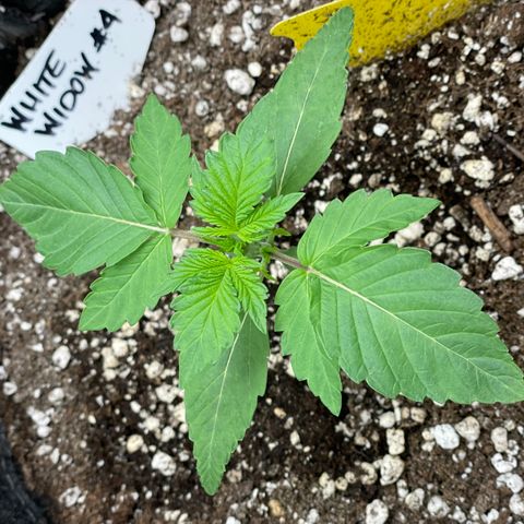 White Widow #4 growlog timeline photo