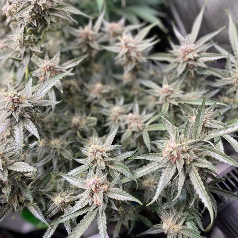 Cinderella #1 growlog timeline photo