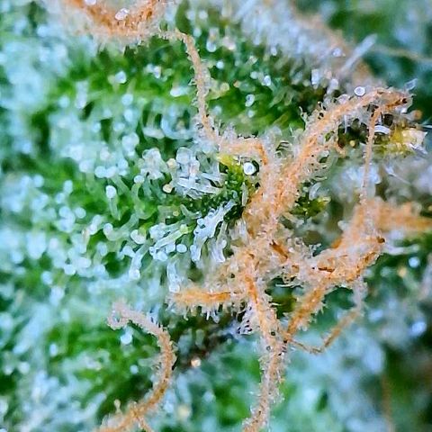 White Widow #2 growlog timeline photo