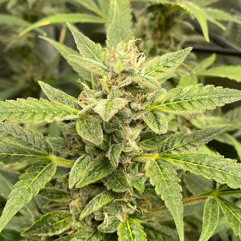 Moonshine Cookies growlog timeline photo