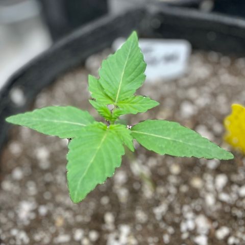 White Widow #4 growlog timeline photo