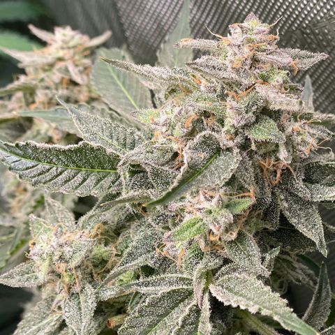 Growlog-Zeitleistenfoto von White Widow #1