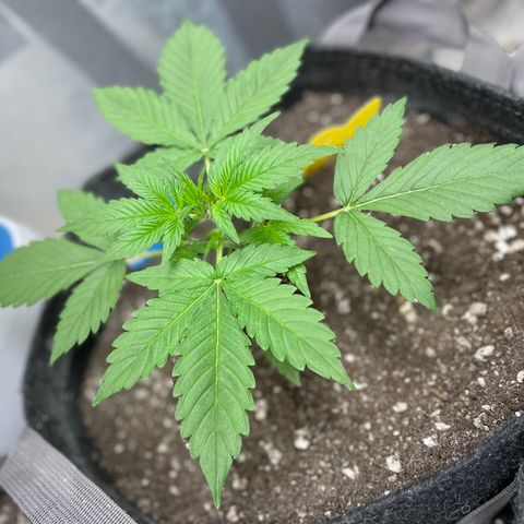 Cinderella #2 growlog timeline photo