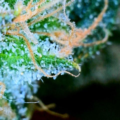 White Widow #2 growlog timeline photo