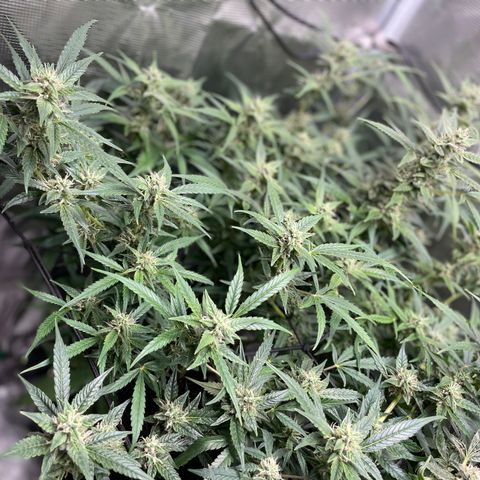 Moonshine Cookies growlog timeline photo