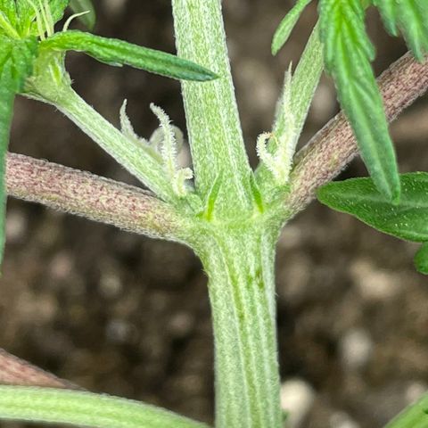 Bruce Banner #2 growlog timeline photo