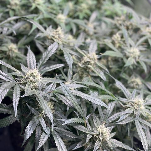 Bruce Banner #1 growlog timeline photo