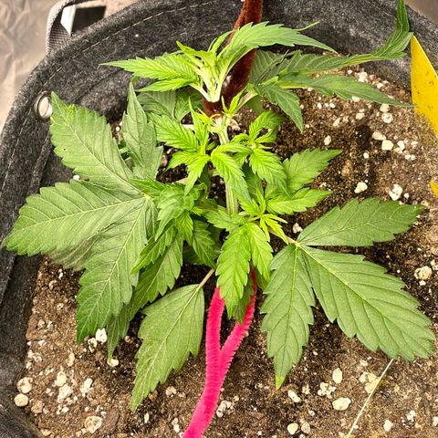 Gelato #1 growlog timeline photo