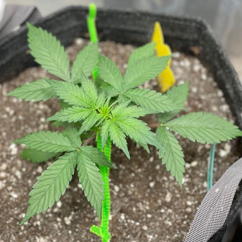 Bruce Banner #2 growlog timeline photo