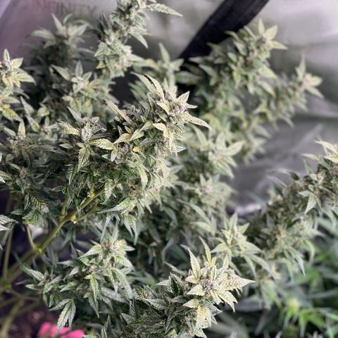 Do-Si-Dos #1 growlog timeline photo