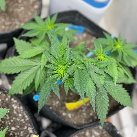 Cinderella #2 growlog timeline photo