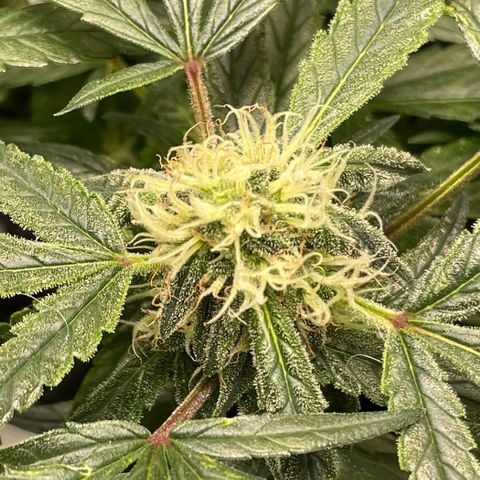 Bruce Banner #1 growlog timeline photo