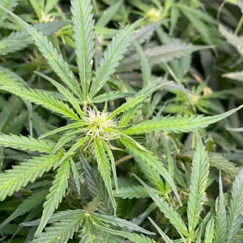 Blue Knight #1 growlog timeline photo