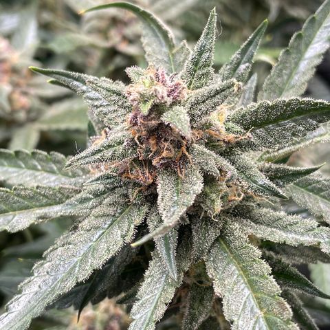 Cinderella #1 growlog timeline photo