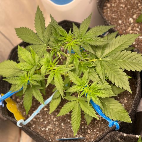 Cinderella #2 growlog timeline photo
