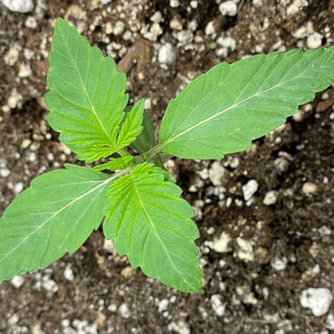 White Widow #4 growlog timeline photo