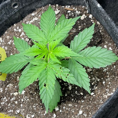 Gelato #1 growlog timeline photo