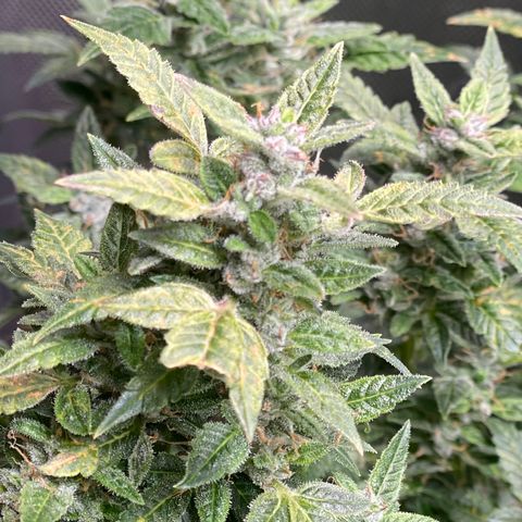 Do-Si-Dos #1 growlog timeline photo
