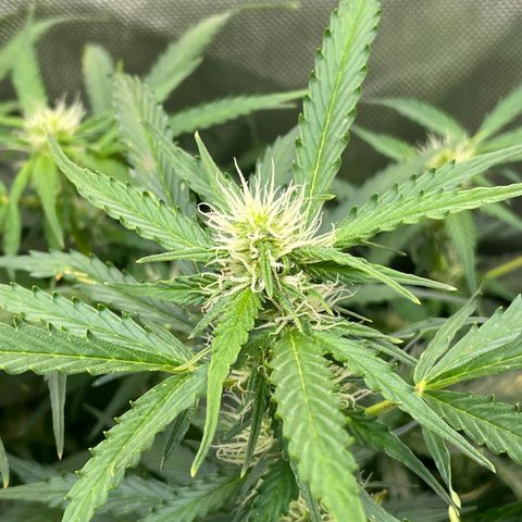 Blue Knight #1 growlog timeline photo