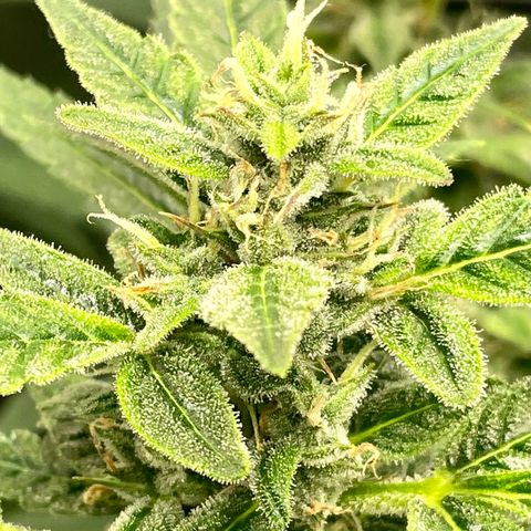 Moonshine Cookies growlog timeline photo