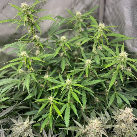 Milky Way - Variegated growlog timeline photo