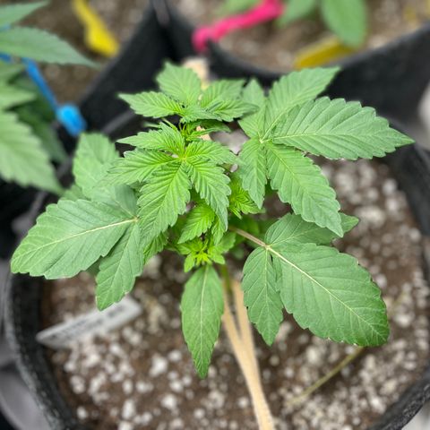 White Widow #4 growlog timeline photo