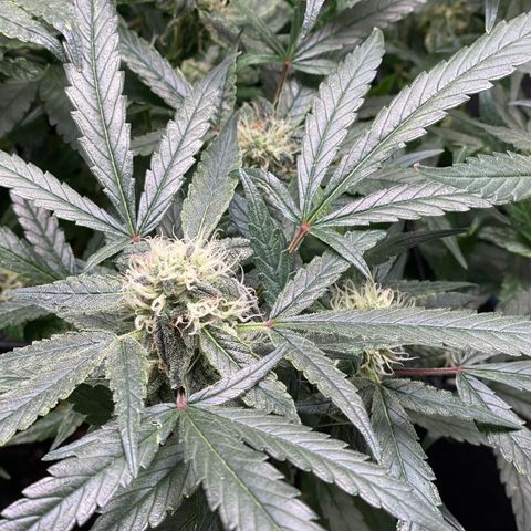 Bruce Banner #1 growlog timeline photo
