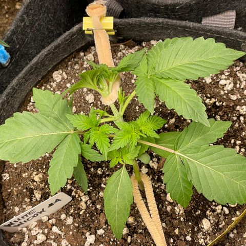 White Widow #4 growlog timeline photo