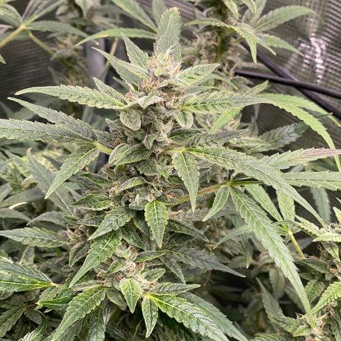 Moonshine Cookies growlog timeline photo