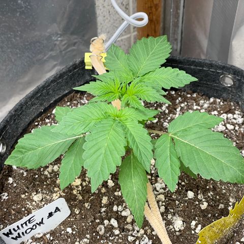 White Widow #4 growlog timeline photo
