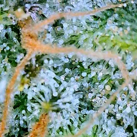 White Widow #2 growlog timeline photo