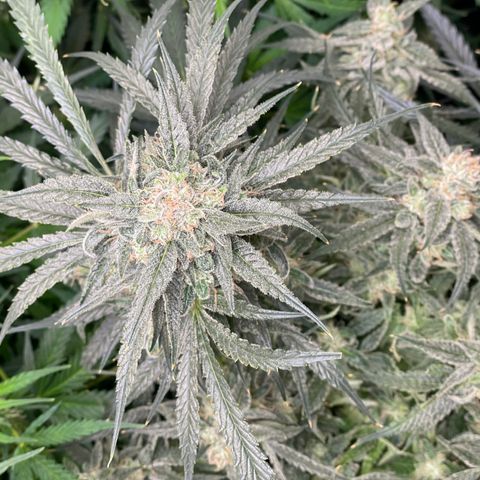 White Widow #2 growlog timeline photo