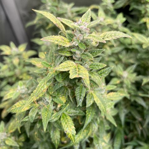 Do-Si-Dos #1 growlog timeline photo