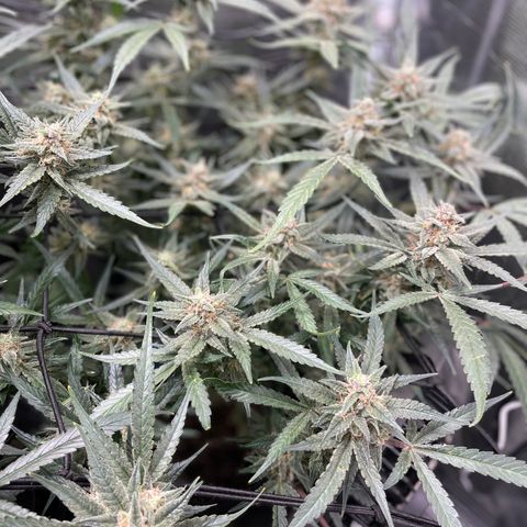 Cinderella #1 growlog timeline photo