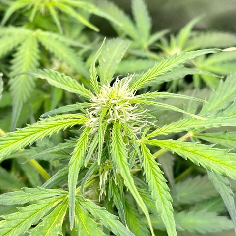 Blue Knight #1 growlog timeline photo