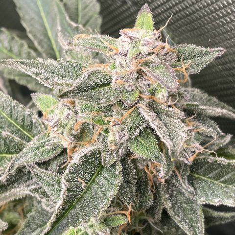 Growlog-Zeitleistenfoto von White Widow #1