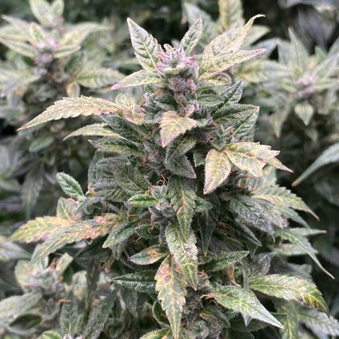 Do-Si-Dos #1 growlog timeline photo