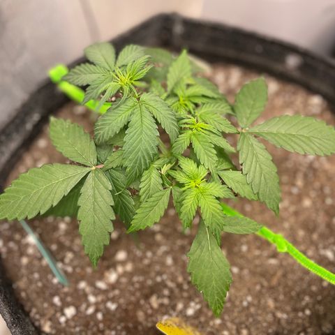 Bruce Banner #2 growlog timeline photo
