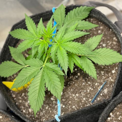Cinderella #2 growlog timeline photo
