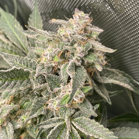 Growlog-Zeitleistenfoto von White Widow #1