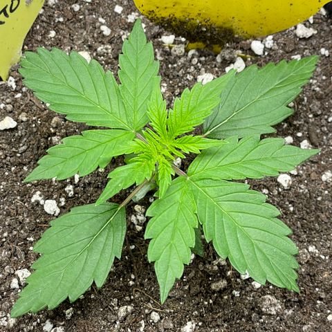 Gelato #1 growlog timeline photo