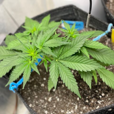 Cinderella #2 growlog timeline photo