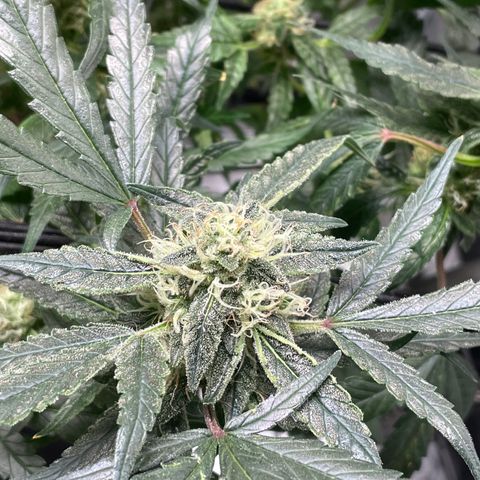 Bruce Banner #1 growlog timeline photo