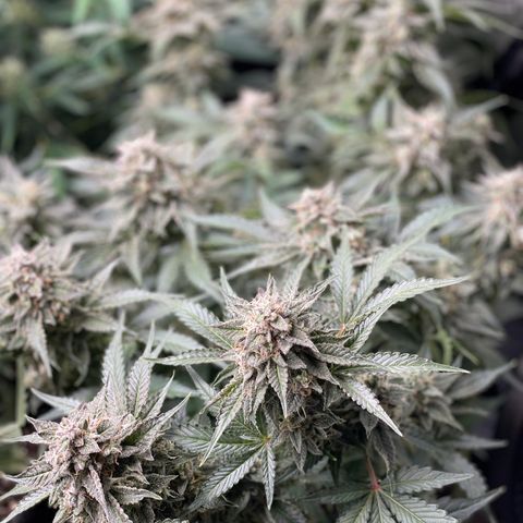 Growlog-Zeitleistenfoto von White Widow #1
