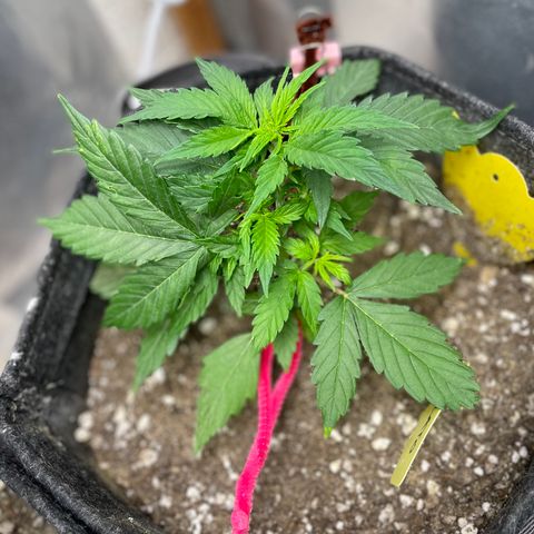 Gelato #1 growlog timeline photo