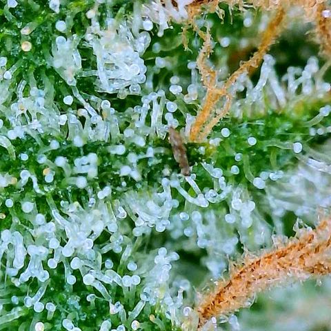 White Widow #2 growlog timeline photo