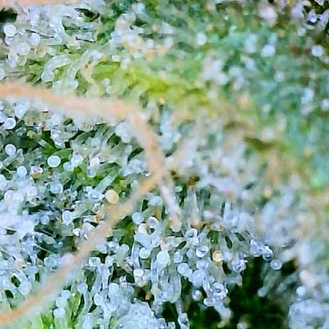 White Widow #2 growlog timeline photo