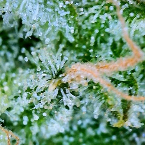 White Widow #2 growlog timeline photo