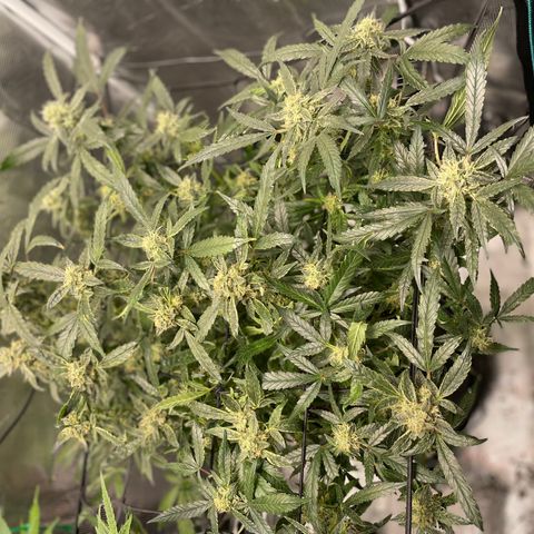 Bruce Banner #1 growlog timeline photo